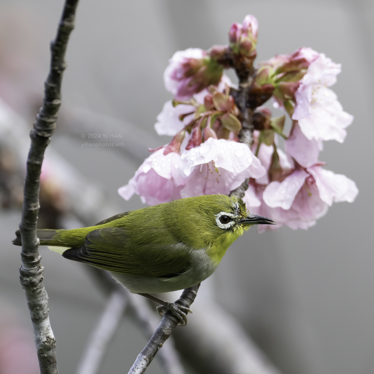 swinhoe‘s_white-eye_6