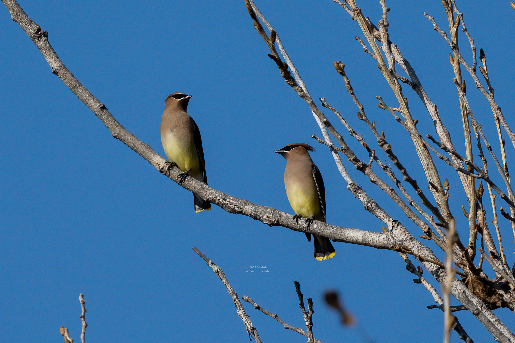 cedar_waxwing_1