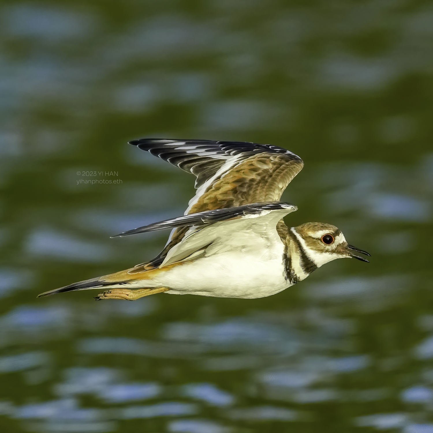 killdeer_2